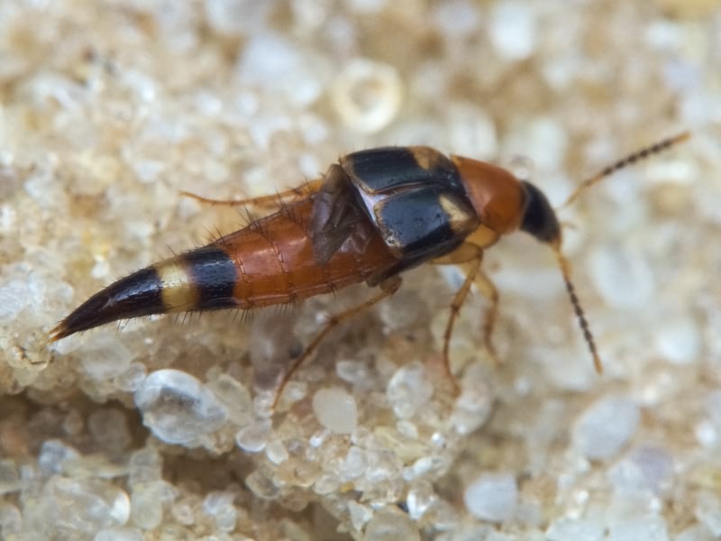 Lordithon lunulatus (Linnaeus, 1761)